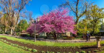 Odessa, Ukraine 28.04.2020. Spring flowering trees in the city garden of Odessa, Ukraine, on a sunny April morning