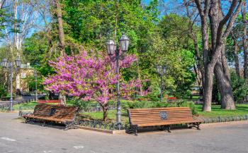 Odessa, Ukraine 28.04.2020. Spring flowering trees in the city garden of Odessa, Ukraine, on a sunny April morning