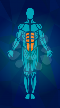 Polygonal anatomy of male muscular system, exercise and muscle guide. Human muscle vector art, front view. Vector illustration