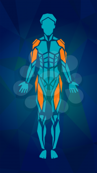 Polygonal anatomy of female muscular system, exercise and muscle guide. Women muscle vector art, front view. Vector illustration
