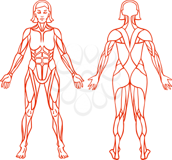 Anatomy of female muscular system, exercise and muscle guide. Women muscle vector outline art, front and back view. Vector illustration