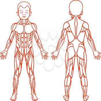 Anatomy of children muscular system, exercise and muscle guide. Child muscle vector outline clipart, front and back view. 