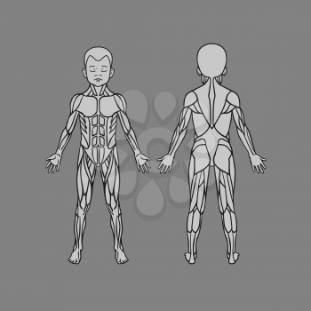 Anatomy of child baby kid muscular system, exercise and muscle guide. Child muscle vector outline clipart, front and back view. 