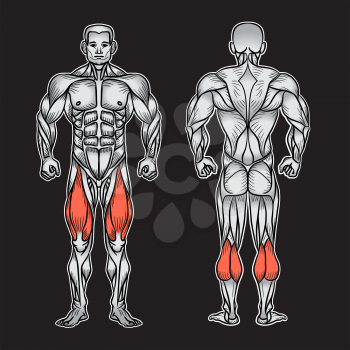 Anatomy of male muscular system, exercise and muscle guide. Human muscles vector art, front view, back view. Vector illustration
