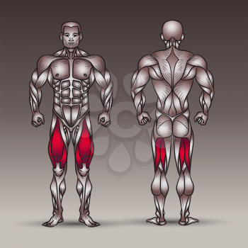 Anatomy of male muscular system, exercise and muscle guide. Human muscles vector art, front view, back view. Vector illustration