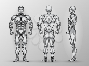 Anatomy of male muscular system, exercise and muscle guide. Human muscles vector art, front, back, side view. Vector illustration of strong man, strength training