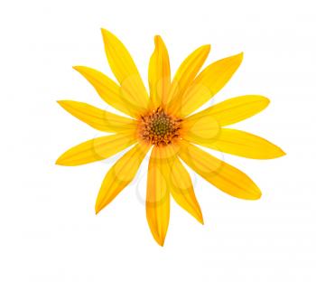 Yellow topinambour flower isolated on  white background