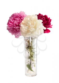 Bouquet of different color peonies in the vase isolated on white background
