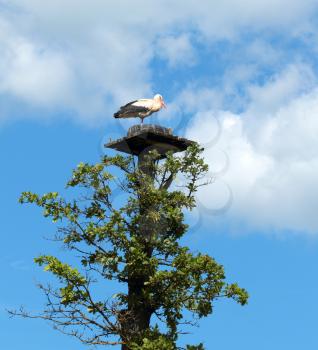 White stork in the nest over the blue sky