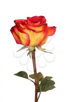 Red and yellow rose isolated on white background