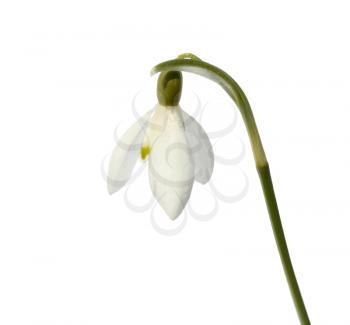 Closeup of snowdrop isolated on white background