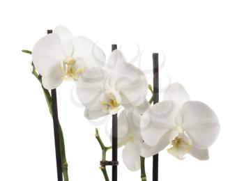 The white orchids isolated on white background