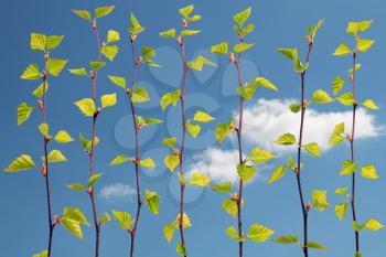 Spring birch branches on the blue sky background