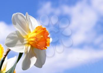 Spring narcissus flower on blue sky background