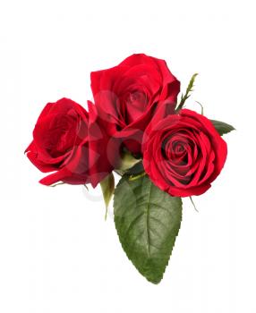 Three red roses isolated on white background