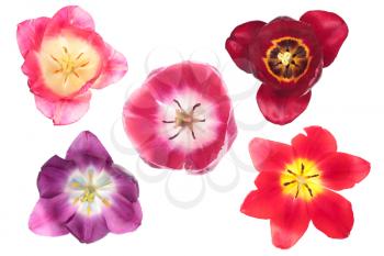 Different color tulips isolated on white background