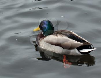 Wild male duck on the grey water