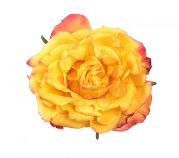 Closeup view of yellow rose isolated on white background