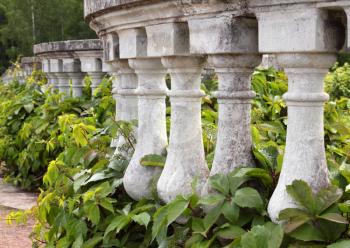 The old limestone balustrade with wild grape