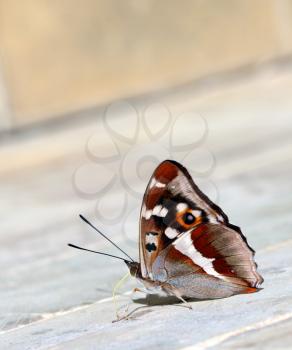 Charaxes tiridates  butterfly on the grey stone