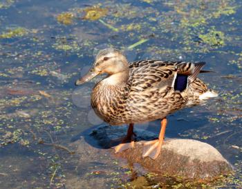 Female duck standing on stone over the water background