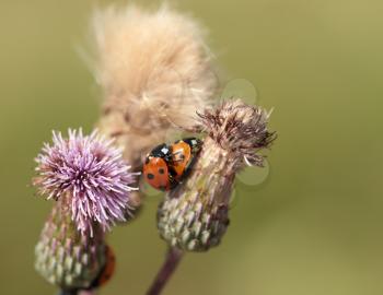 The ladybugs couple over green background
