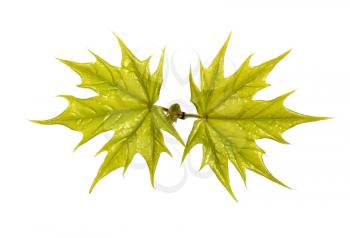 Young maple branch isolated on white background