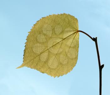 A single leaf over the blue sky