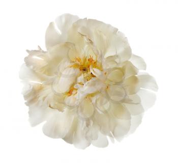 White peony flower  isolated on white background