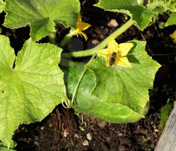 Cucumber plant with fruit and flower growing in the bed