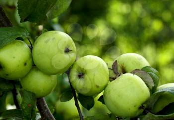 Apple tree branch with green apple fruits ready for harvesting