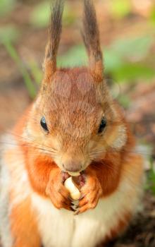 Closeup view of a  squirrel eating a nut
