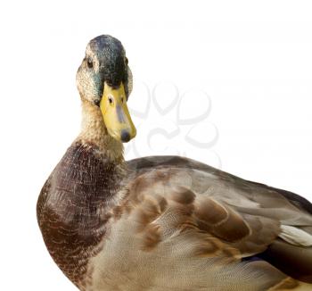Male duck isolated on white background