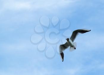 Seagull in flight against blue sky with wispy clouds