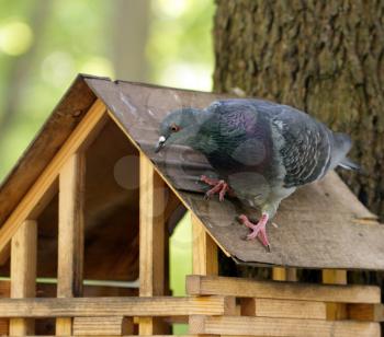 Rock pigeon sitting on wooden feeder in the park