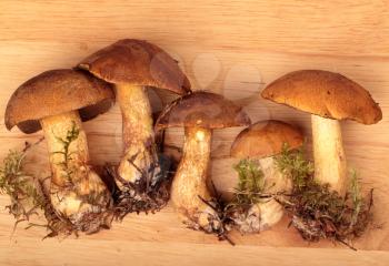 Mossiness mushrooms on the chopping board