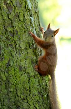 Squirrel sitting on the tree