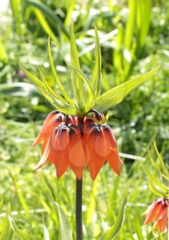 Fritillaria imperialis over the green background