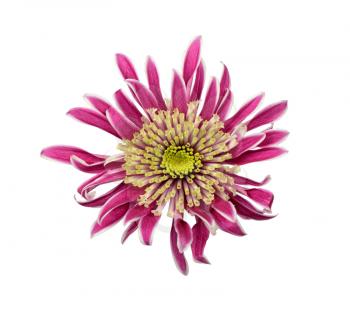 Closeup view of purple chrysanthemum isolated on white background