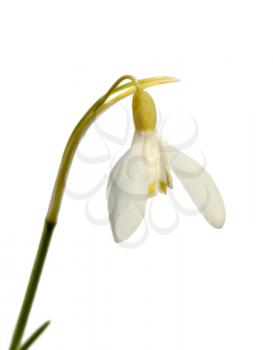 Closeup of snowdrop isolated on white background