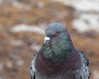 Closeup view of grey pigeon over the blur  background