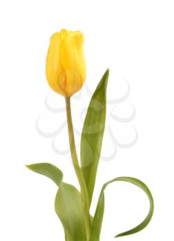 Yellow tulip isolated on white background
