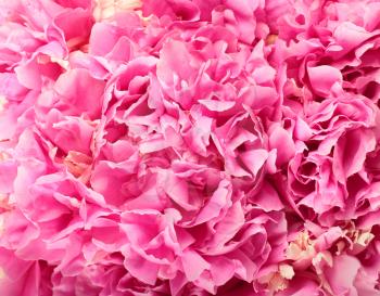 Pink peony flowers for background