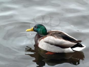 Wild duck with reflection on the grey water