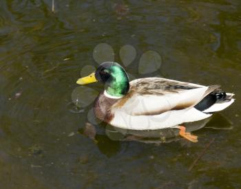 Wild male duck over the water background
