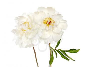 Two peony flowers isolated on white background