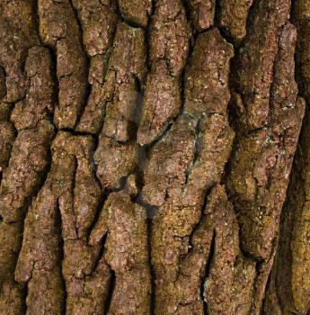 The bark of a centenary oak background