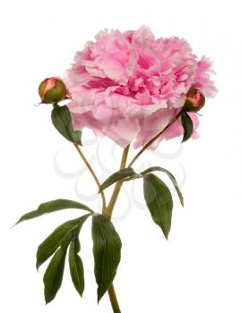 Pink peony with two buttons isolated on white background