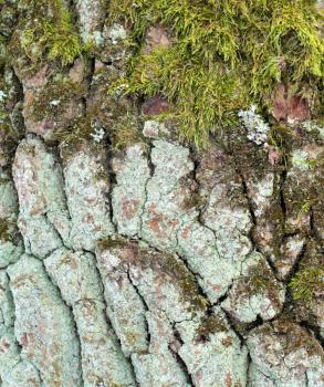 The bark of old oak with a moss for background