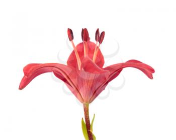 Beautiful red lily isolated on white background